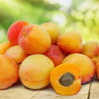 Абрикос ГРАФИНЯ в Слуцке