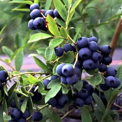 Голубика ДЖЕРСИ в Слуцке