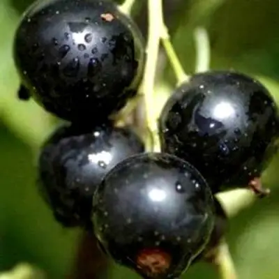 Смородина чёрная ВИНОГРАДНАЯ в Слуцке