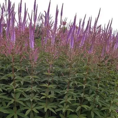 Вероникаструм ФАСЦИНЕЙШН в Слуцке