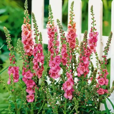 Коровяк ПИНК ДОМИНО гибридный (вербаскум) в Слуцке