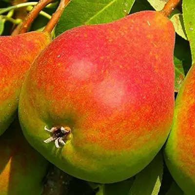 Груша ГЕРА в Слуцке