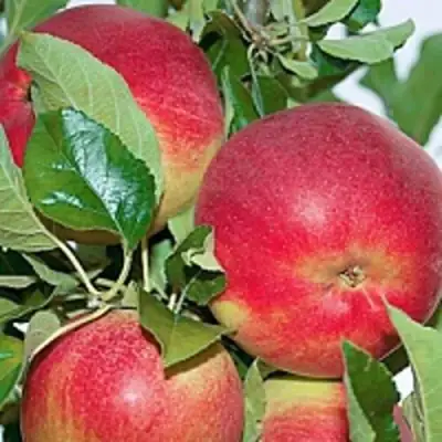 Яблоня СЕНАТОР колонновидная в Слуцке