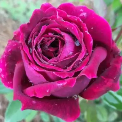 Роза РОЯЛ ПАЛАС японская в Слуцке