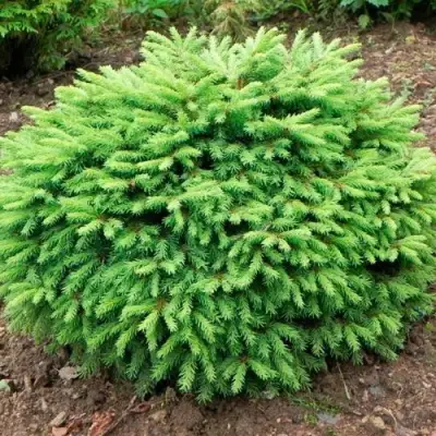 Ель НИДИФОРМИС обыкновенная в Слуцке