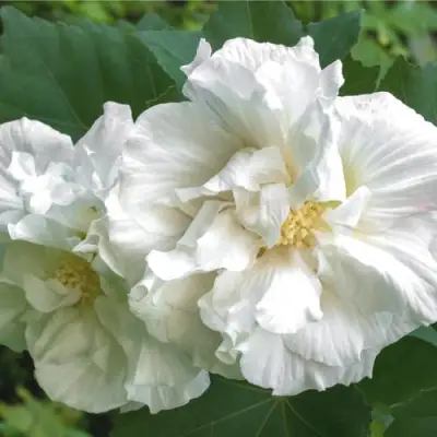 Гибискус АДМИРАЛ ДЕВЕЙ сирийский в Слуцке