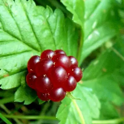 Княженика ЭЛПЕ в Слуцке