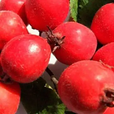 Боярышник КРУПНОПЛОДНЫЙ в Слуцке