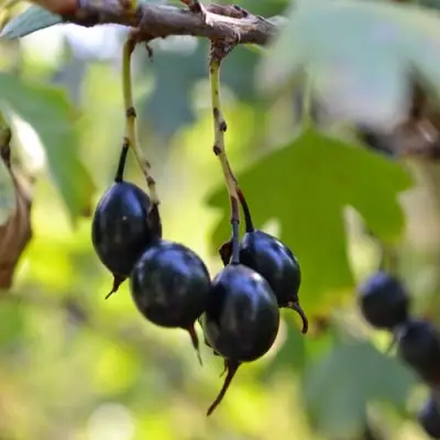 Смородина золотистая ДУСТЛИК в Слуцке