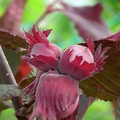 Фундук КАРДИНАЛ в Слуцке