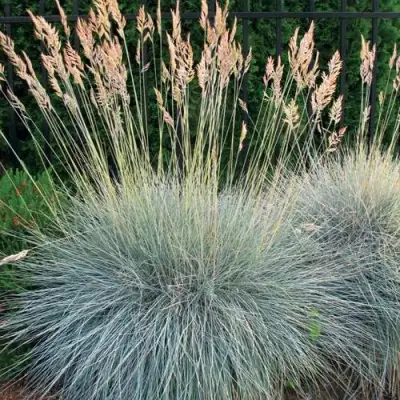 Овсянница ЭЛАЙДЖА БЛЮ в Слуцке