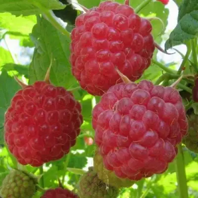 Малина НОВОСТЬ КУЗЬМИНА в Слуцке