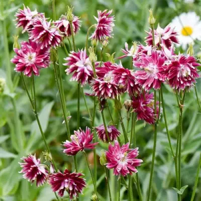 Аквилегия БАРЛОУ НОРА гибрид МакКаны в Слуцке