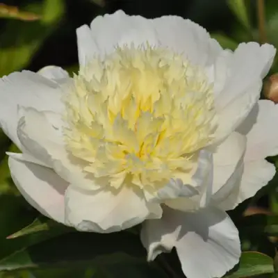 Пион ЗОЛОТАЯ ШПИЛЬКА травянистый в Слуцке