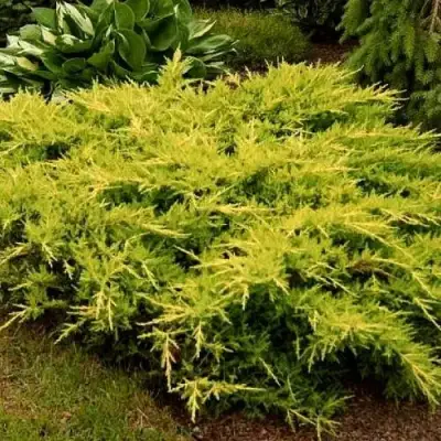 Можжевельник МОРДИГАН ГОЛД средний в Слуцке