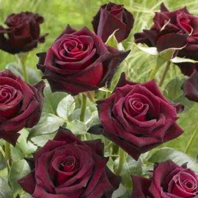 Роза БЛЭК БАККАРА чайно-гибридная в Слуцке