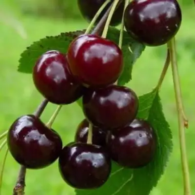 Вишня ЛАСУХА в Слуцке