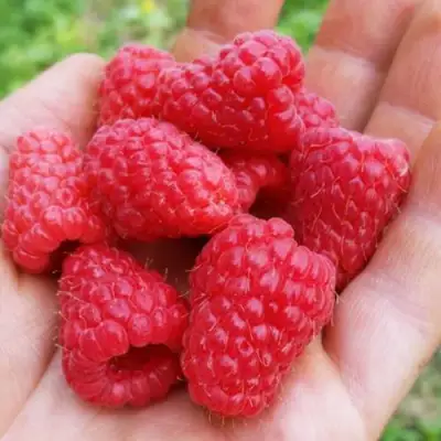 Малина ТУЛАМИН в Слуцке