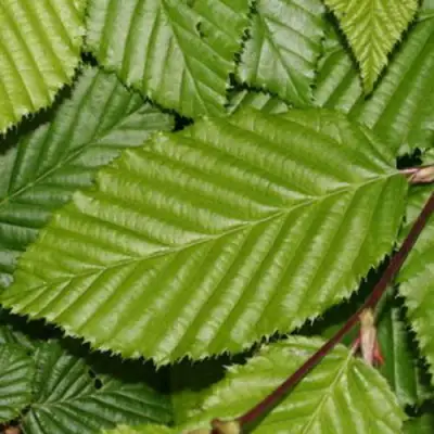 Граб японский в Слуцке