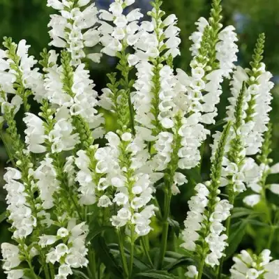 Физостегия АЛЬБА виргинская в Слуцке