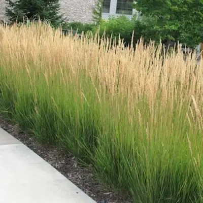 Вейник КАРЛ ФОРСТЕР остроцветковый в Слуцке