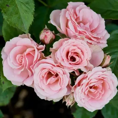 Роза КЛАССИК ЛИДИЯ спрей в Слуцке