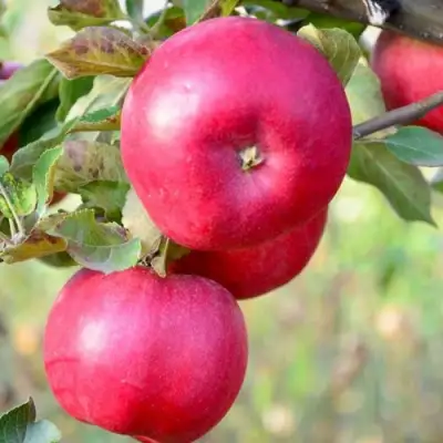 Яблоня АЙДАРЕД в Слуцке