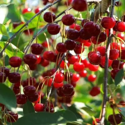 Вишня БРУСНИЦЫНА степная в Слуцке