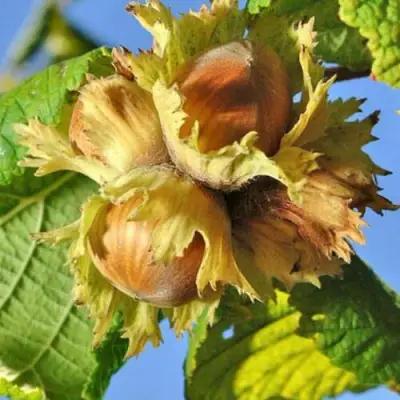 Фундук ТОНДА РОМАНА в Слуцке