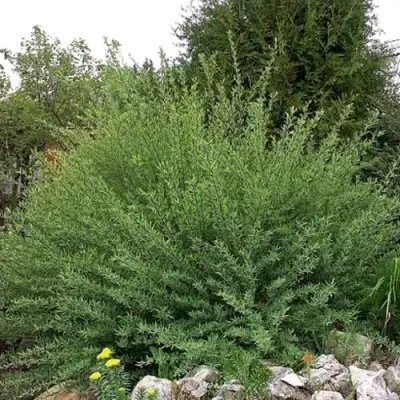 Ива НАНА пурпурная в Слуцке