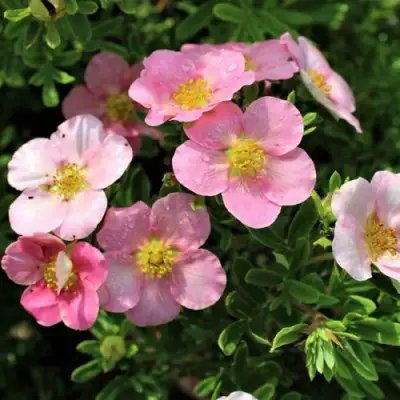 Лапчатка ЛАВЛИ ПИНК кустарниковая в Слуцке