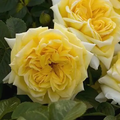 Роза НАДЯ МЕЙДИЛАНД почвопокровная в Слуцке