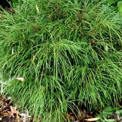 Туя ВИПКОРД складчатая в Слуцке