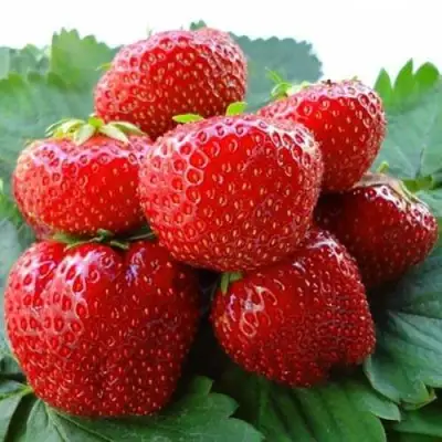 Клубника ВИМА ЗАНТА в Слуцке