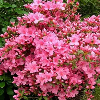 Азалия РОКОКО японская в Слуцке