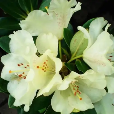 Рододендрон ГОЛДКРОН в Слуцке