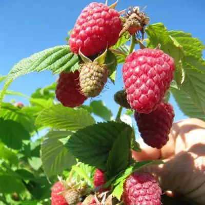 Малина ЕВРАЗИЯ в Слуцке