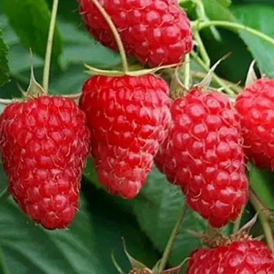 Малина КАСКАД ДЕЛАЙТ в Слуцке