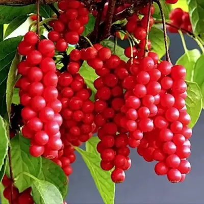 Лимонник САДОВЫЙ 1 китайский  в Слуцке