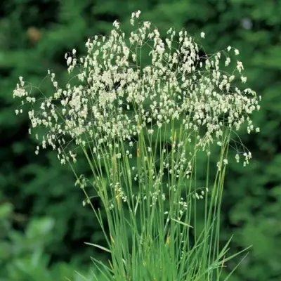 Трясунка средняя в Слуцке