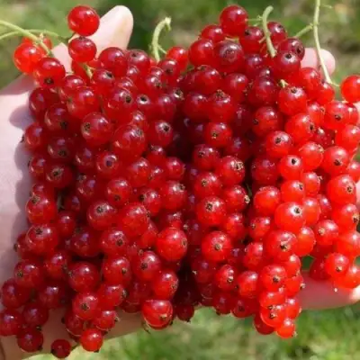 Смородина красная РЕД ПУЛ в Слуцке