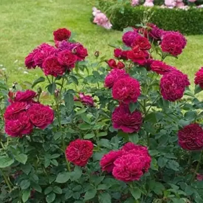 Роза МАНСТЕД ВУД английская в Слуцке