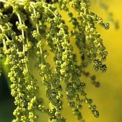 Дуб скальный в Слуцке