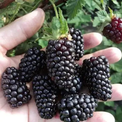 Ежевика ЛОХ НЕСС бесшипная  в Слуцке