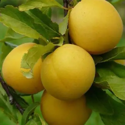 Слива СОЛНЫШКО в Слуцке