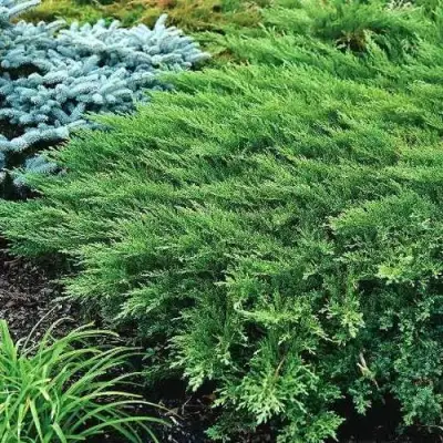 Можжевельник РОКЕРИ ДЖЕМ казацкий  в Слуцке