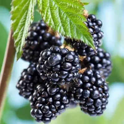 Ежевика БЛЭК САТИН бесшипная  в Слуцке