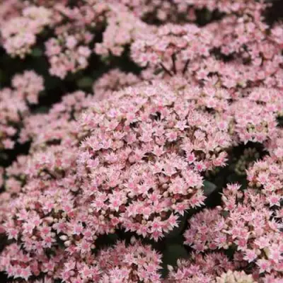 Очиток (седум) МАТРОНА в Слуцке