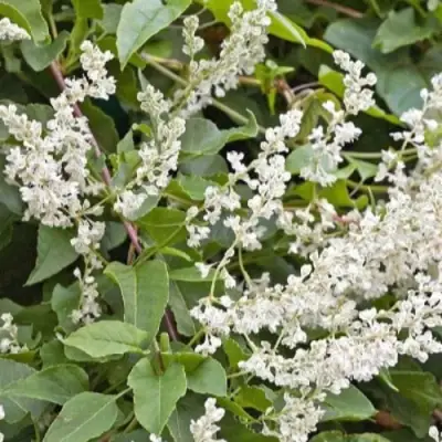 Фаллопия АУБЕРТА в Слуцке