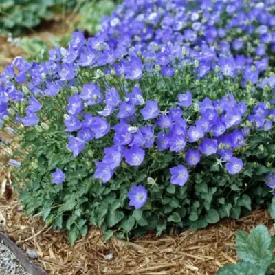 Колокольчик САНТА карпатский в Слуцке